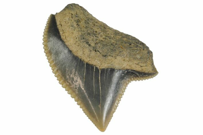 Fossil Crow Shark (Squalicorax) Tooth - Texas #164667